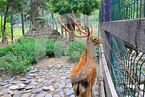 The deer