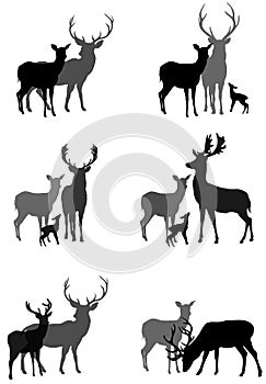 Deer