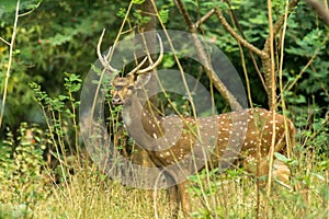 Deer