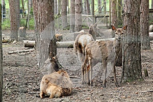 Deer