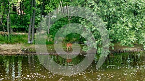 Deer Across River in Wisconsin