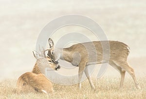 Deer Affection photo