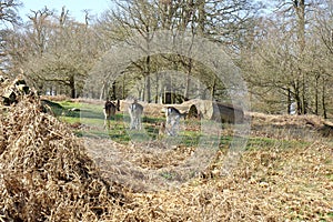 Deer in amongst the fallen trees in the Sevenoaks countryside