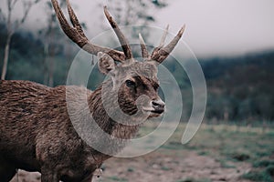 A Deer, Animal