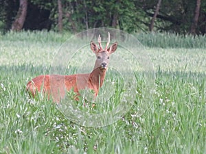 Deer animal horns cute funny funny curious frightened photo