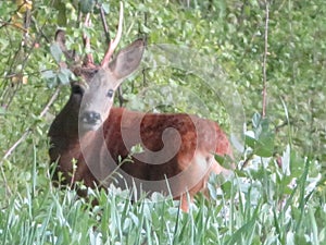 Deer animal horns cute funny funny curious frightened photo