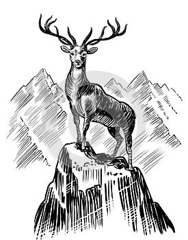 Deer animal on the mountain peak