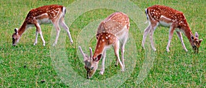 deer, animal, wildlife, mammal, fawn, grass, wild, nature, fallow, doe, young, brown, green, antlers, stag, baby, animals,