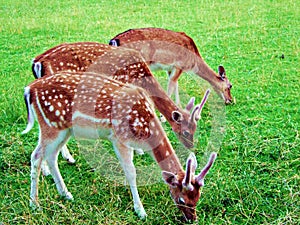 deer, animal, wildlife, mammal, fawn, grass, wild, nature, fallow, doe, young, brown, green, antlers, stag, baby, animals, forest,