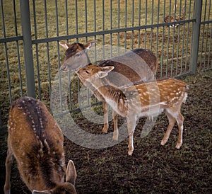 deer animal zoo outdoor metal fence braun color