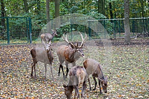 The deer or antler bearers are a mammal family from the order of the paired hoofed animals photographed in a large enclosure