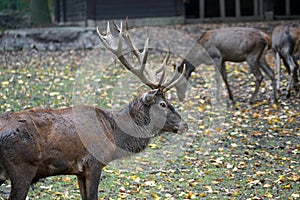 The deer or antler bearers are a mammal family from the order of the paired hoofed animals photographed in a large enclosure