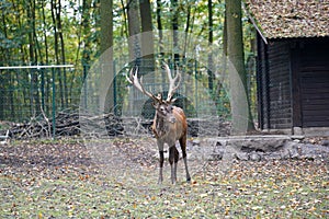 The deer or antler bearers are a mammal family from the order of the paired hoofed animals photographed in a large enclosure