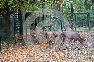 The deer or antler bearers are a mammal family from the order of the paired hoofed animals photographed in a large enclosure