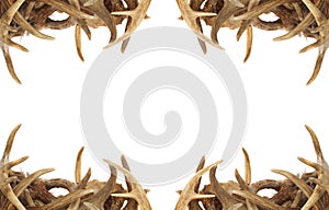 Deer Antler Border photo