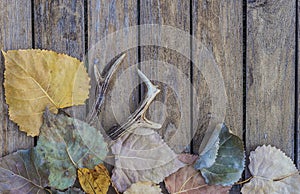 Hunting season: deer antler and dry autumn leaves