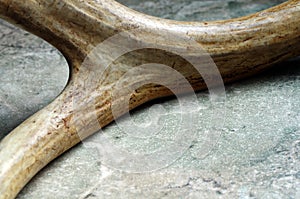 Deer Antler Macro