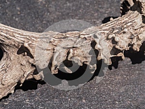 Deer antler macro photo