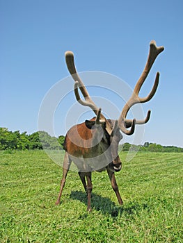 Deer antlers