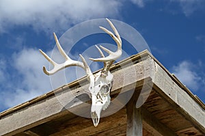 Deer Antlers on Cabin