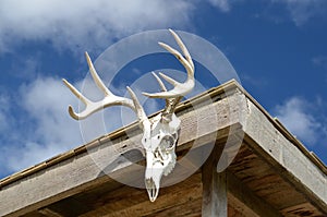 Deer Antlers on Cabin photo