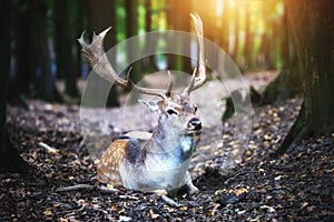 Deer with antlers in  forest