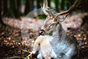 Deer with antlers in  forest