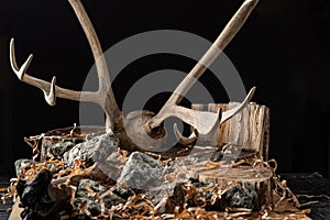 Deer antlers, hay, stones and wood on a black background. The decor of the hunting lodge. Deco hunting establishment photo
