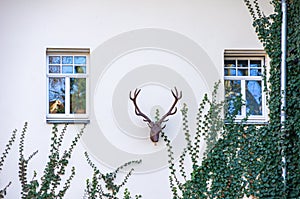 Deer Antlers At The House Facade