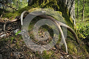 Deer antlers lost by a bull deep in the forest. Sharp shining arrowheads in the undergrowth