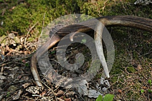 Deer antlers lost by a bull deep in the forest. Sharp shining arrowheads in the undergrowth