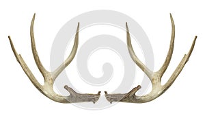 Deer Antlers photo