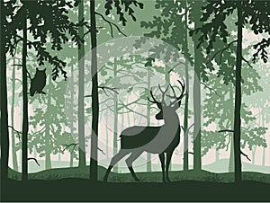 Deer with antlers posing, forest background, silhouettes of trees. Magical misty landscape.
