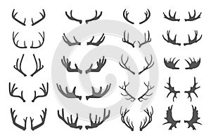 Deer antlers. photo