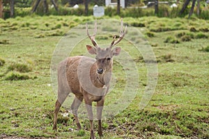 A deer with antlers standing in the field at protected forest