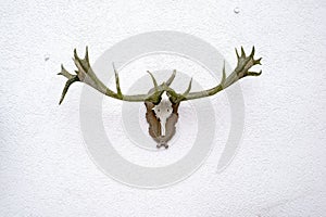 Deer antlers on a wall