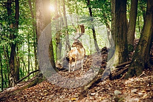 Deer with antlers in wilderness