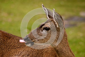 A Deer With Attitude