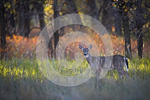 Deer In Autumn