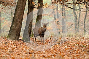 Deer in autumn field