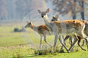 Deer in autumn field