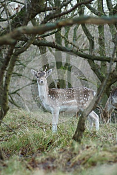 Deer in the AWD in the Netherlands