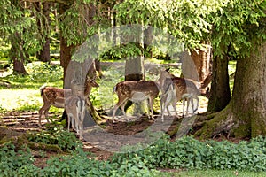 Deer in Aying Bergtierpark