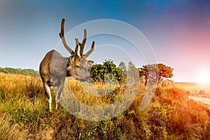 Deer on a background of beautiful sky and clouds. Sun