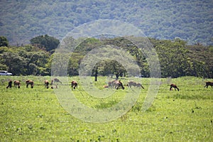 Deer in Baluran Savana Forest in Situbondo