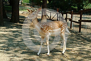 Deer in the beautiful garden of Villa Pallavicino park. photo