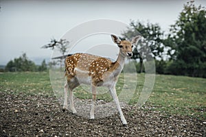 Deer