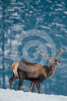 Deer in beautiful winter landscape