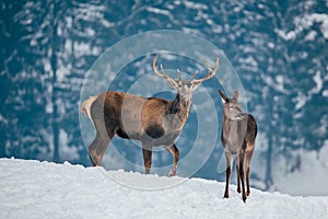 Deer in beautiful winter landscape