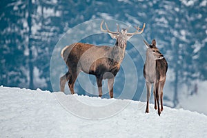 Deer in beautiful winter landscape